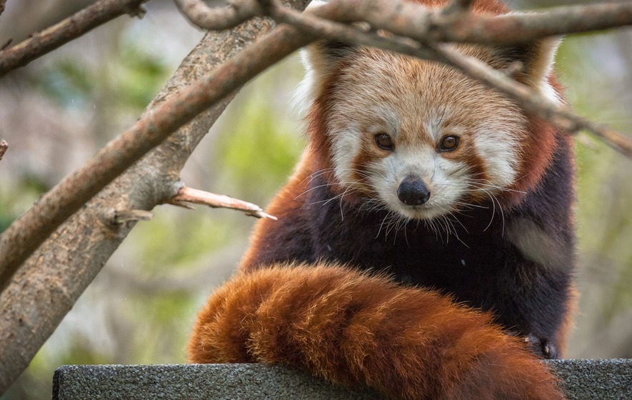 ageimals_red_panda.jpeg